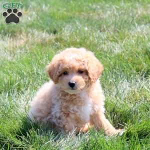 Carmen, Bich-Poo Puppy