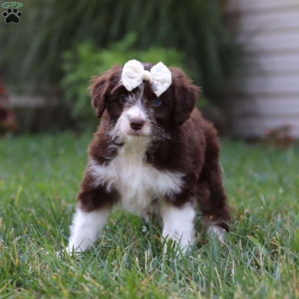 Caroline, Mini Aussiedoodle Puppy