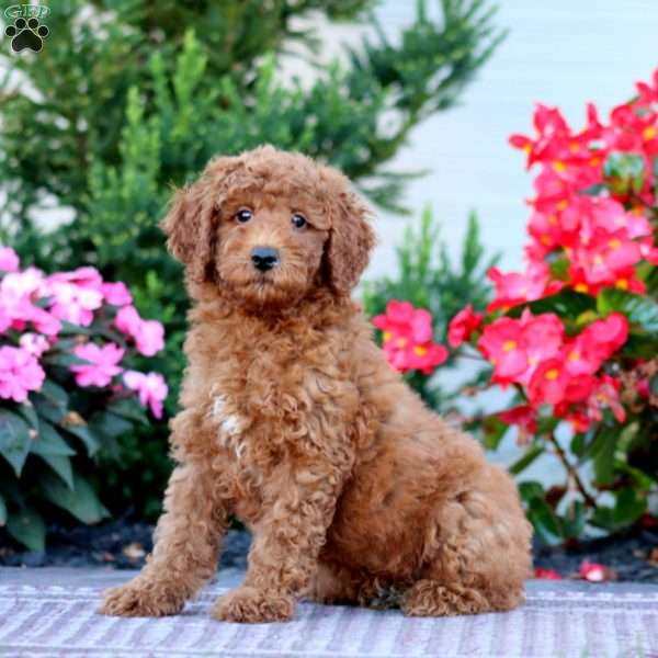 Carrie, Miniature Poodle Puppy
