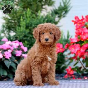 Carrie, Miniature Poodle Puppy