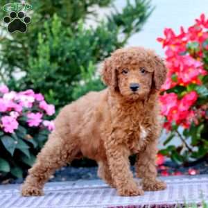 Carrie, Miniature Poodle Puppy