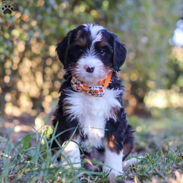 Carson, Bernedoodle Puppy