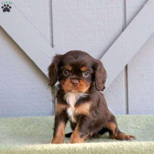 Carter, Cavalier King Charles Spaniel Puppy