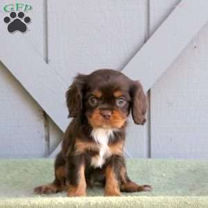 Carter, Cavalier King Charles Spaniel Puppy