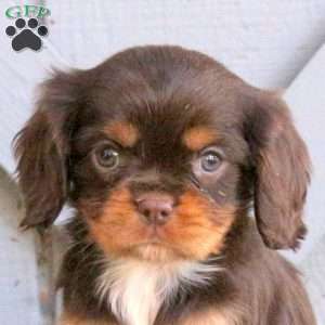 Carter, Cavalier King Charles Spaniel Puppy