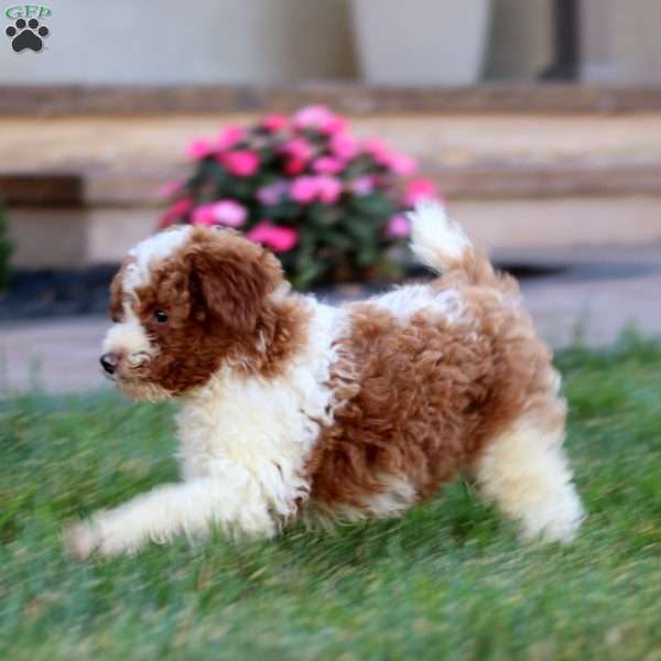 Carter, Miniature Poodle Puppy