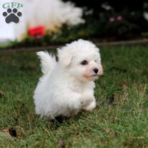 Carter, Bichon Frise Puppy