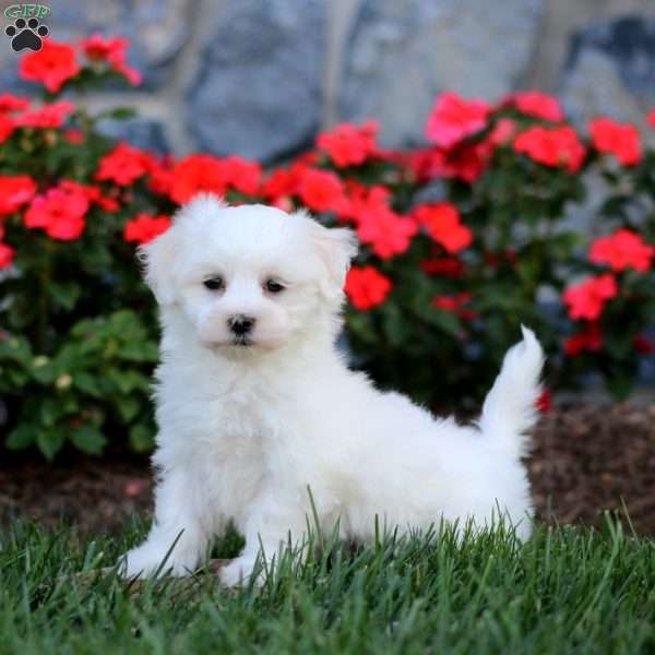 Carter, Maltese Puppy