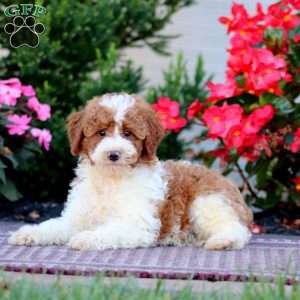 Carter, Miniature Poodle Puppy