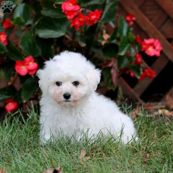 Carter, Bichon Frise Puppy