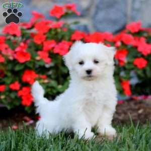 Carter, Maltese Puppy
