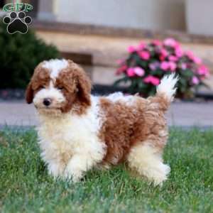 Carter, Miniature Poodle Puppy