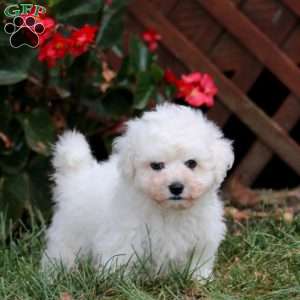 Carter, Bichon Frise Puppy