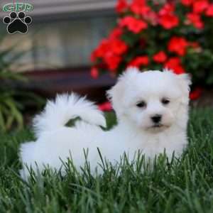 Carter, Maltese Puppy