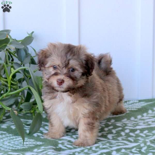 Caspian, Havanese Puppy