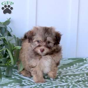 Caspian, Havanese Puppy