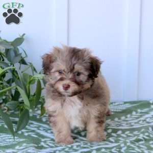 Caspian, Havanese Puppy