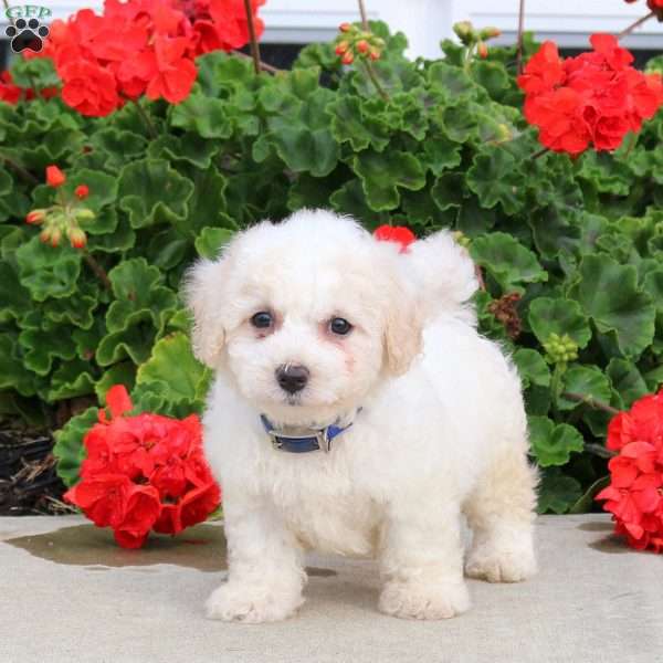 Cassidy, Bichon Frise Puppy