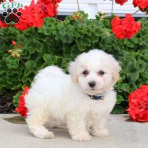 Cassidy, Bichon Frise Puppy
