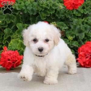 Cassidy, Bichon Frise Puppy