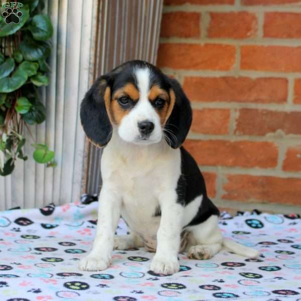 Cassie, Beaglier Puppy