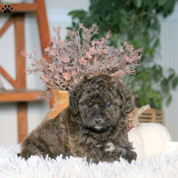 Cassie, Cavapoo Puppy