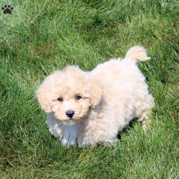 Cassie, Bich-Poo Puppy
