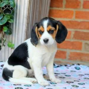 Cassie, Beaglier Puppy