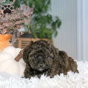 Cassie, Cavapoo Puppy
