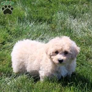 Cassie, Bich-Poo Puppy