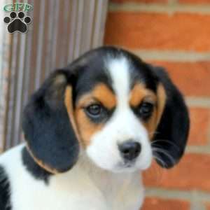 Cassie, Beaglier Puppy