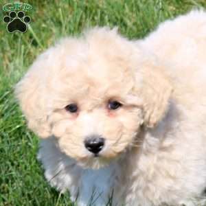 Cassie, Bich-Poo Puppy