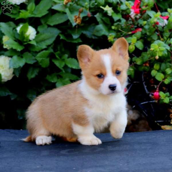 Cathy, Pembroke Welsh Corgi Puppy
