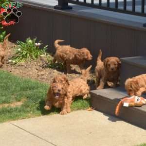 Sebastian, Cavapoo Puppy