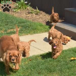 Sebastian, Cavapoo Puppy