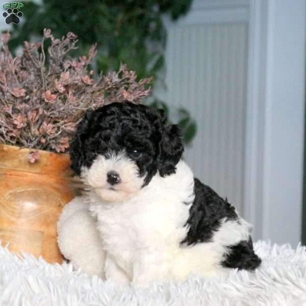Cayla, Cavapoo Puppy