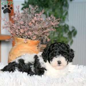 Cayla, Cavapoo Puppy