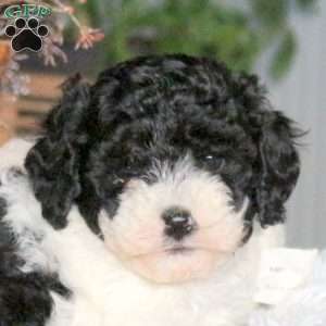 Cayla, Cavapoo Puppy