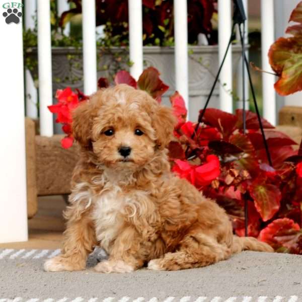 Cayson, Havapoo Puppy