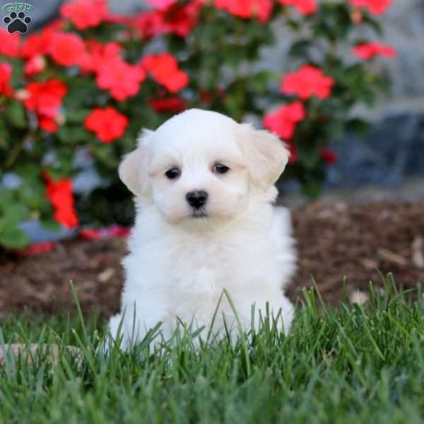 Cayson, Maltese Puppy