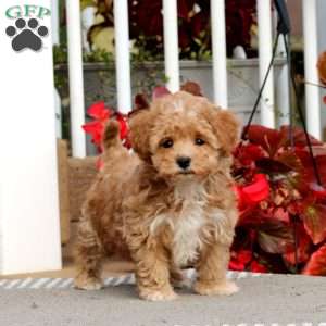 Cayson, Havapoo Puppy