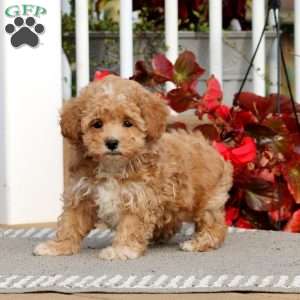 Cayson, Havapoo Puppy