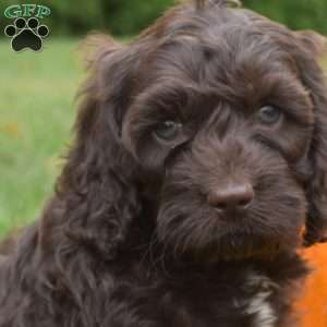 Cedar, Cockapoo Puppy