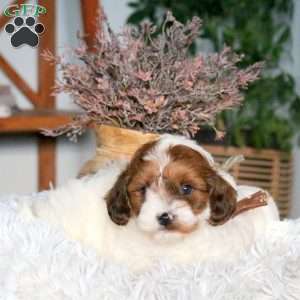 Champ, Cavapoo Puppy