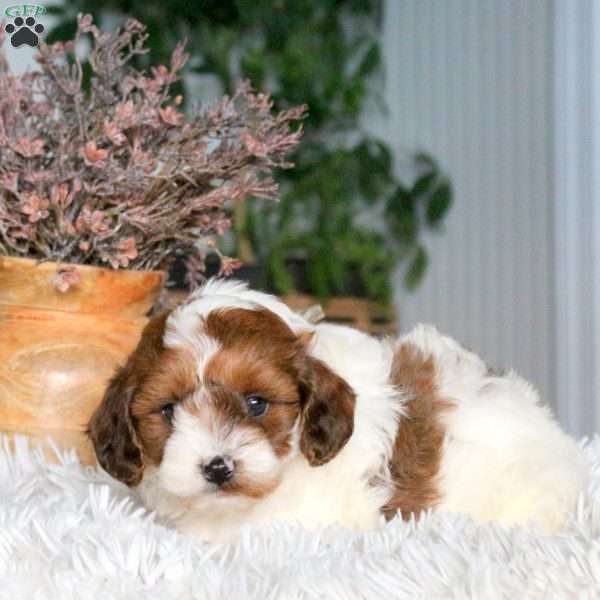 Champ, Cavapoo Puppy