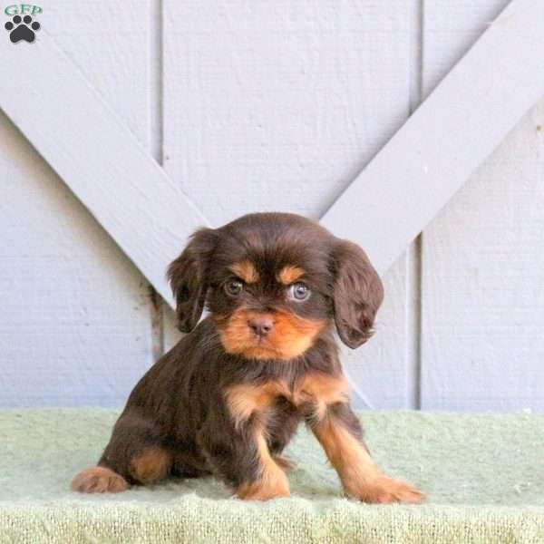 Champ, Cavalier King Charles Spaniel Puppy