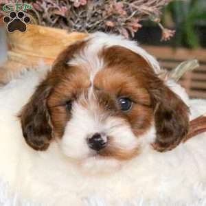 Champ, Cavapoo Puppy