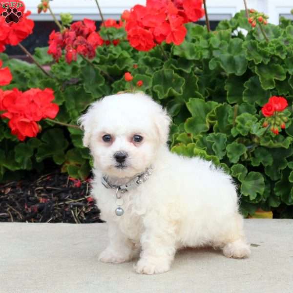 Chance, Bichon Frise Puppy