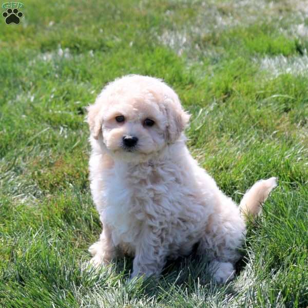 Chance, Bich-Poo Puppy