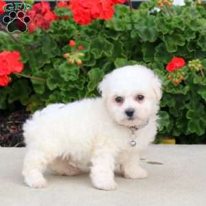 Chance, Bichon Frise Puppy